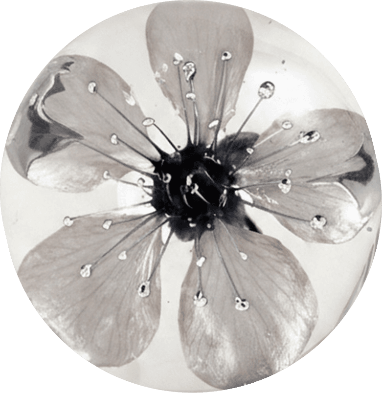 Flor FANTINA